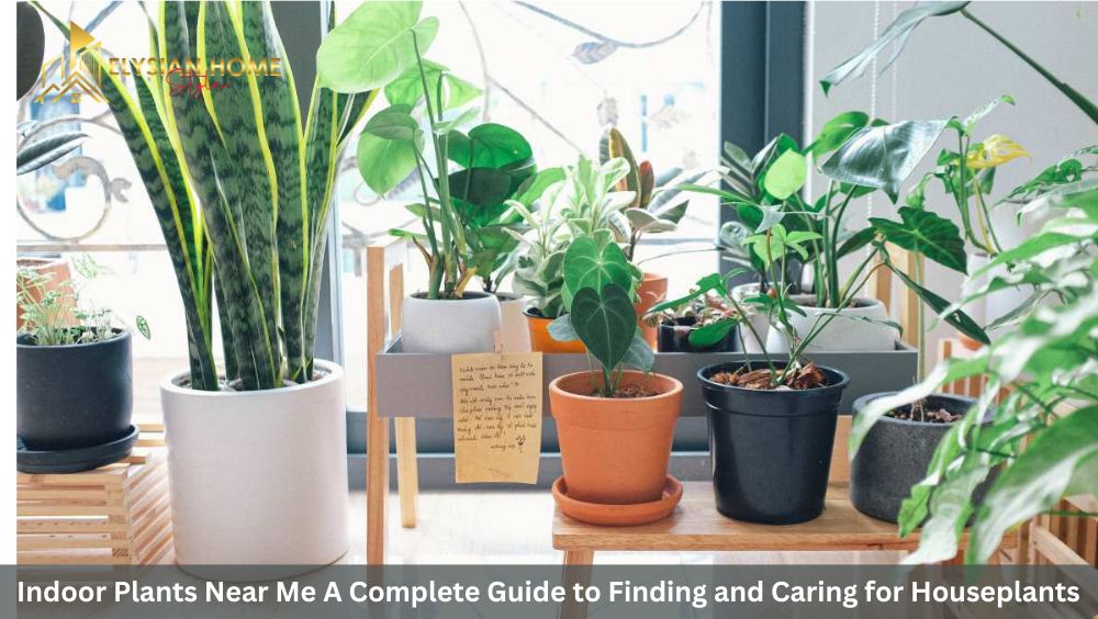 Indoor Plants Near Me A Complete Guide to Finding and Caring for Houseplants