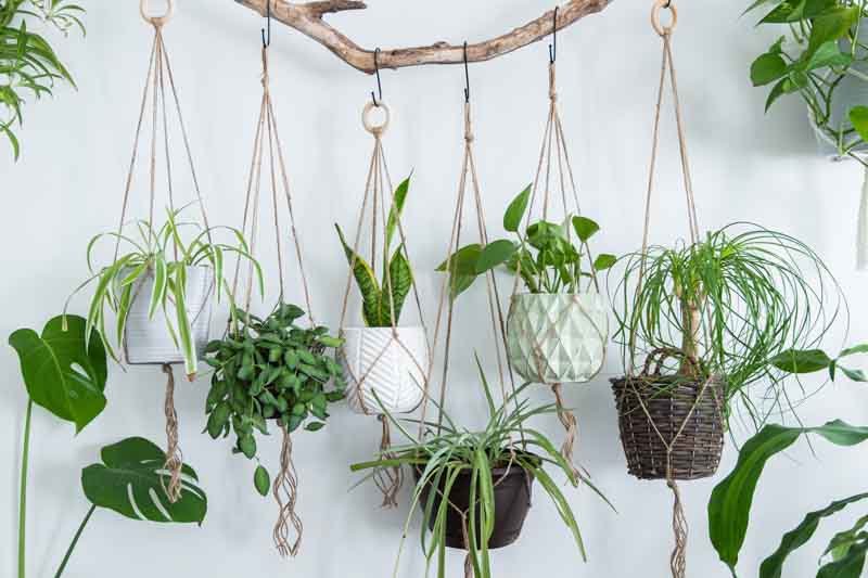 Easy Indoor Plants